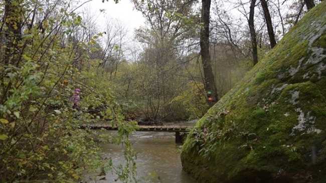 mezzomerico forest race